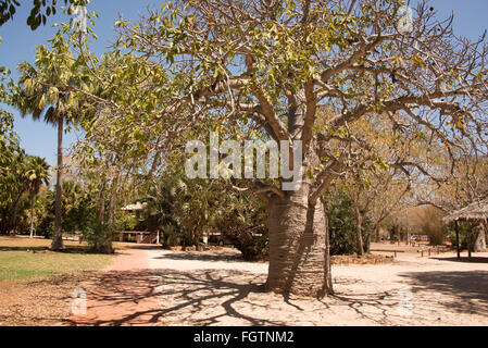 Der Boab Baum ist nur in den Kimberleys in Western Australien gefunden. Es dient als Nahrung, Medizin, Schutz, für Kunstwerke und e Stockfoto
