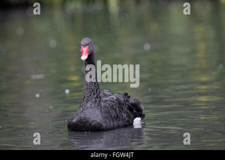 Schwarzer Schwan; Cygnus olor einzigen Erwachsenen Anglesey; UK Stockfoto