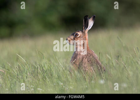 Feldhase; Lepus Capensis Single in Wiese Isle Of Man; UK Stockfoto