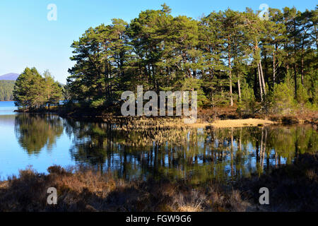 Kiefer-Wald am Ufer des Loch ein Eilein, Rothiemurchus Estate, schottischen Highlands, UK Stockfoto