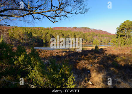 Kiefer-Wald am Ufer des Loch ein Eilein, Rothiemurchus Estate, schottischen Highlands, UK Stockfoto