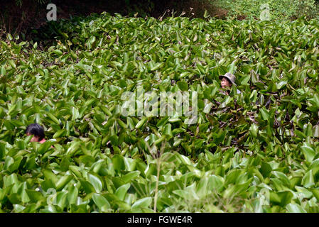 einige Landwirte arbeiten in einem Sumpf in der Nähe von Hut Mae Nam, Koh Samui Insel, Provinz Surat Thani, Thailand, Südostasien Stockfoto