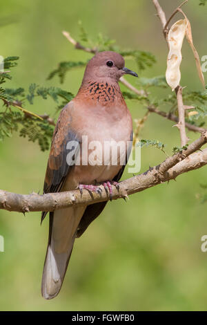 Lachende Taube (Streptopelia Senegalensis), Erwachsene thront auf einem Ast, Ayn Razat, Dhofar, Oman Stockfoto