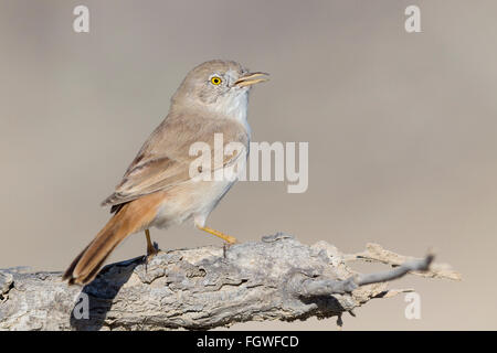 Asiatische Wüste Grasmücke (Sylvia Nana), thront auf einem Ast, Khatmat Milahah, Al Batinah, Oman Stockfoto