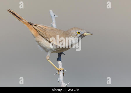 Asiatische Wüste Grasmücke (Sylvia Nana), thront auf einem Ast, Khatmat Milahah, Al Batinah, Oman Stockfoto