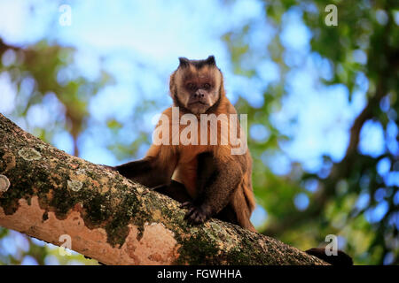 Brauner Kapuziner, getuftet Kapuziner schwarz-capped Kapuziner, Pantanal, Mato Grosso, Brasilien, Südamerika / (Cebus Apella) Stockfoto