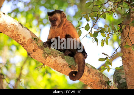Brauner Kapuziner, getuftet Kapuziner schwarz-capped Kapuziner, Pantanal, Mato Grosso, Brasilien, Südamerika / (Cebus Apella) Stockfoto