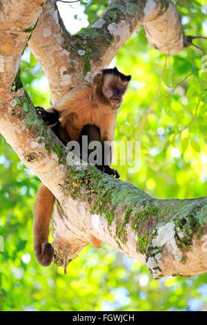 Brauner Kapuziner, getuftet Kapuziner schwarz-capped Kapuziner, Pantanal, Mato Grosso, Brasilien, Südamerika / (Cebus Apella) Stockfoto