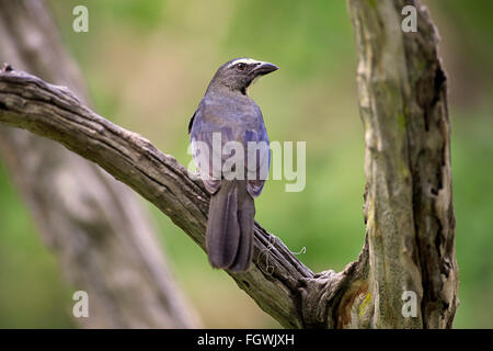 Gräulich Saltator, Pantanal, Mato Grosso, Brasilien, Südamerika / (Saltator Coerulescens) Stockfoto