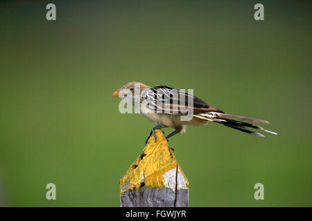 Guira Kuckuck, Erwachsene auf Zweig, Pantanal, Mato Grosso, Brasilien, Südamerika / (Guira Guira) Stockfoto