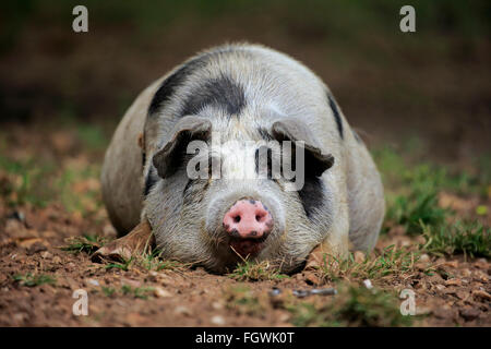 Schwein, erwachsenes Weibchen ruhen, Pantanal, Mato Grosso, Brasilien, Südamerika Stockfoto