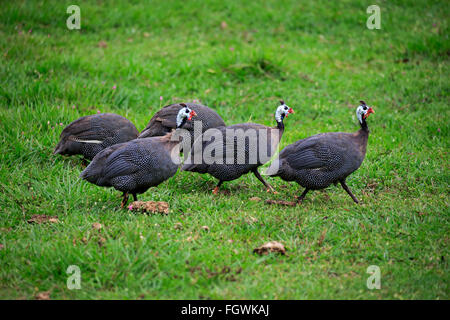 Behelmter Perlhühner, Gruppe von Erwachsenen, Pantanal, Mato Grosso, Brasilien, Südamerika / (Numida Meleagris) Stockfoto