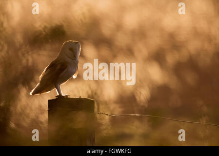 Hinterleuchtete wild Schleiereule Tyto Alba eine Pause von der Jagd auf einen schönen sonnigen Abend in Norfolk Stockfoto