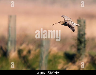 Brachvogel Numenius Arquata im Flug, Norfolk Stockfoto