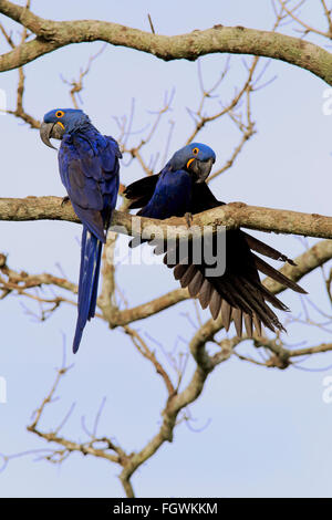 Hyazinth-Ara, blau-Ara, paar, Pantanal, Mato Grosso, Brasilien, Südamerika / (Anodorhynchus Hyacinthinus) Stockfoto