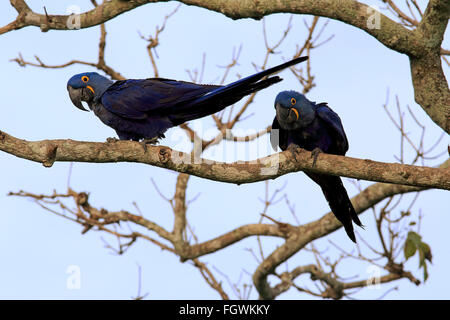 Hyazinth-Ara, blau-Ara, paar, Pantanal, Mato Grosso, Brasilien, Südamerika / (Anodorhynchus Hyacinthinus) Stockfoto