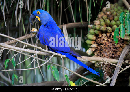 Blauer Ara, Erwachsener, Fütterung, Pantanal, Mato Grosso, Brasilien, Südamerika / (Anodorhynchus Hyacinthinus) Stockfoto