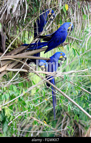 Blauer Ara, Gruppe, Fütterung, Pantanal, Mato Grosso, Brasilien, Südamerika / (Anodorhynchus Hyacinthinus) Stockfoto