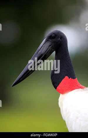 Jabiru, Erwachsene Porträt, Pantanal, Mato Grosso, Brasilien, Südamerika / (Jabiru Mycteria) Stockfoto