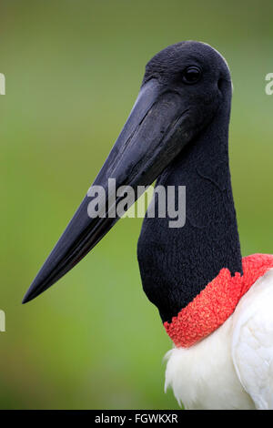 Jabiru, Erwachsene Porträt, Pantanal, Mato Grosso, Brasilien, Südamerika / (Jabiru Mycteria) Stockfoto