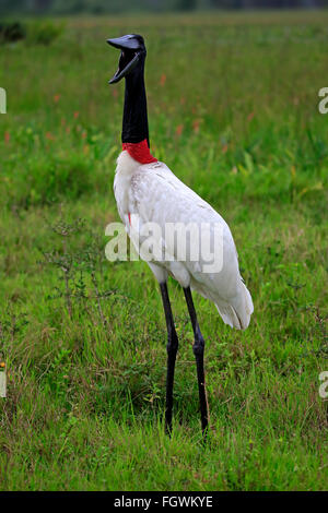 Jabiru, Erwachsene Jawning, Pantanal, Mato Grosso, Brasilien, Südamerika / (Jabiru Mycteria) Stockfoto