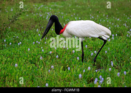 Jabiru, Erwachsene auf Wiese auf Nahrungssuche, Pantanal, Mato Grosso, Brasilien, Südamerika / (Jabiru Mycteria) Stockfoto