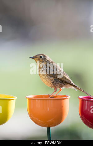 Erithacus Rubecula. Juvenile Robin stehend auf einer Farbe Tassen Futterhäuschen für Vögel im Wintergarten Stockfoto