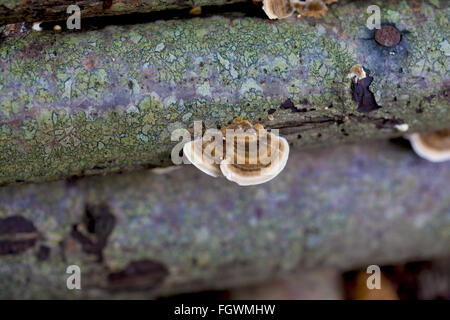 Ganoderma Lucidum auf einem toten Baumstamm Stockfoto