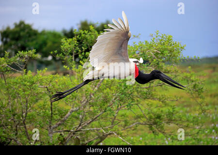 Jabiru, Erwachsenen fliegen, Pantanal, Mato Grosso, Brasilien, Südamerika / (Jabiru Mycteria) Stockfoto