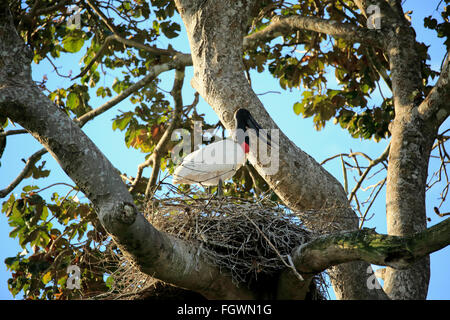 Jabiru, Erwachsene auf Nest, Pantanal, Mato Grosso, Brasilien, Südamerika / (Jabiru Mycteria) Stockfoto