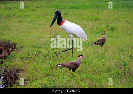 Jabiru und Crested Caracara, Erwachsene, Pantanal, Mato Grosso, Brasilien, Südamerika / (Jabiru Mycteria), (Caracara Plancus) Stockfoto