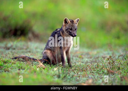 Crab-Eating Fox, Pantanal, Mato Grosso, Brasilien, Südamerika / (Cerdocyon TEUR) Stockfoto