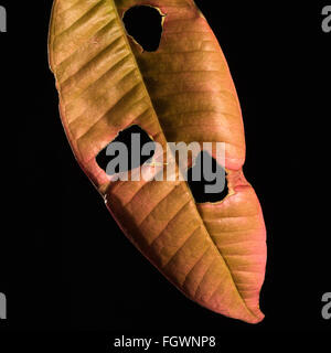 Ein Regenwald-Blatt durch Insekten beschädigt Stockfoto