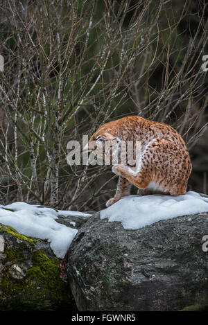 Eurasischer Luchs (Lynx Lynx) sitzt auf Felsen in der Taiga im Schnee im winter Stockfoto