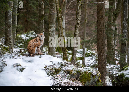 Eurasischer Luchs (Lynx Lynx) Pflege Fell im Wald im Schnee im winter Stockfoto