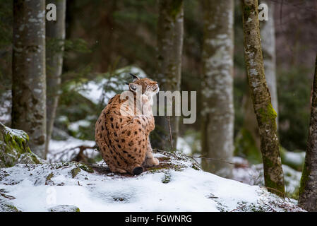 Eurasischer Luchs (Lynx Lynx) Pflege Fell im Wald im Schnee im winter Stockfoto