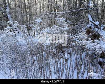 Schneebedeckte Disteln und Unkraut. Stockfoto