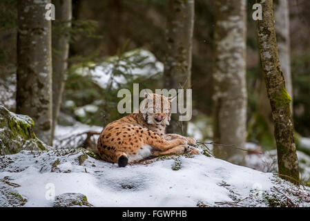 Eurasischer Luchs (Lynx Lynx) leckt Nase beim Ausruhen auf Felsen im Wald im Schnee im winter Stockfoto