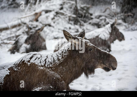 Elch / Elch (Alces Alces) Großaufnahme der Kuh mit zwei Kälbern ruht während Schneesturm im Winter im Schnee Stockfoto