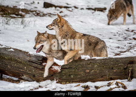 Graue Wölfe / grau Wolfsrudel (Canis Lupus) auf der Jagd verstärkt über gefallenen Baumstamm im Schnee im Winter Stockfoto