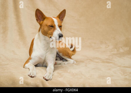 Studio-Porträt des schlafenden basenji Stockfoto