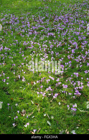 Krokusblüten in einen englischen Park im Feburar. UK Stockfoto