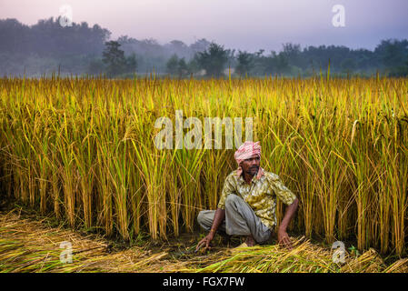 Nepalesische Mann arbeitet in einem Reisfeld. In Nepal ist die Wirtschaft durch die Landwirtschaft geprägt. Stockfoto