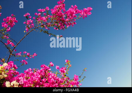 Rosa Bougainvillea blühende Zweige auf dem Hintergrund des blauen Himmels Stockfoto