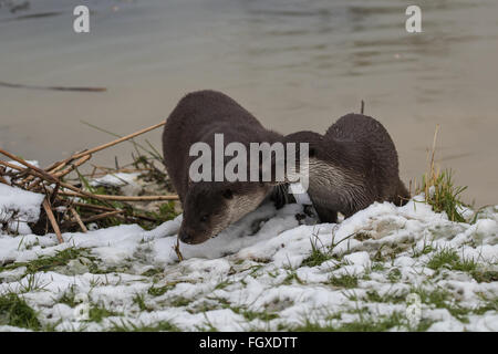 Otter-Familie am Ufer. Im Winter. Cloudy auf Rasen. Stockfoto