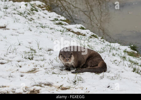 Otter am Flussufer. Im Winter. Cloudy auf Rasen. Stockfoto