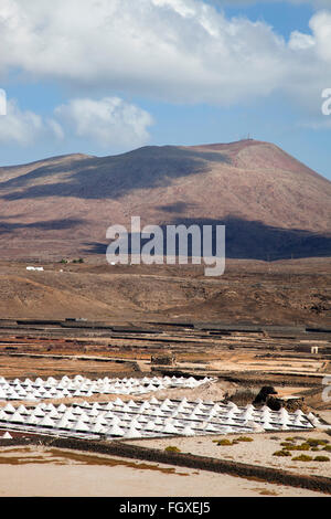 Salinas de Janubio, Insel Lanzarote, Kanarische Inseln, Spanien, Europa Stockfoto