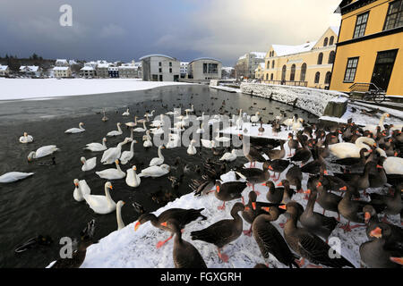 Schwäne und Gänse auf dem zugefrorenen See Tjörnin, Rathaus von Reykjavik. Reykjavik, Island. Stockfoto