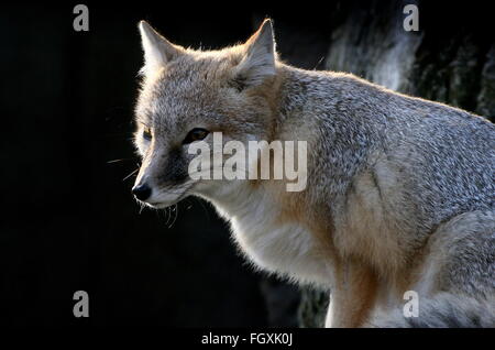 Porträt-Nahaufnahme von hinten beleuchtete North American Swift Fuchs (Vulpes Velox) Stockfoto