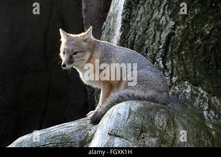 North American Swift-Fuchs-Porträt (Vulpes Velox) Stockfoto
